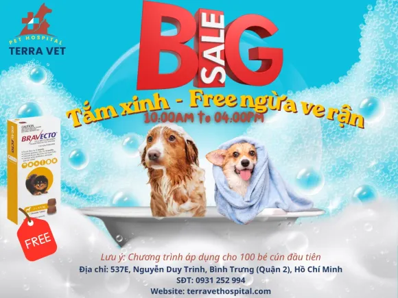 DỊCH BỆNH & VE RẬN BÙNG PHÁT: ĐỪNG ĐỂ QUÁ TRỄ!