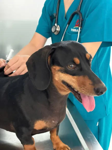 CƠ CHẾ MIỄN DỊCH VÀ TẦM QUAN TRỌNG CỦA VIỆC TUÂN THỦ PHÁC ĐỒ VACCINE