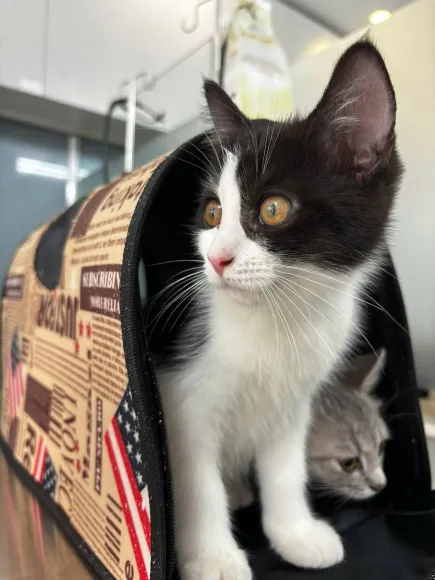 CƠ CHẾ MIỄN DỊCH VÀ TẦM QUAN TRỌNG CỦA VIỆC TUÂN THỦ PHÁC ĐỒ VACCINE