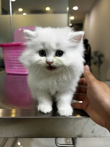 CƠ CHẾ MIỄN DỊCH VÀ TẦM QUAN TRỌNG CỦA VIỆC TUÂN THỦ PHÁC ĐỒ VACCINE