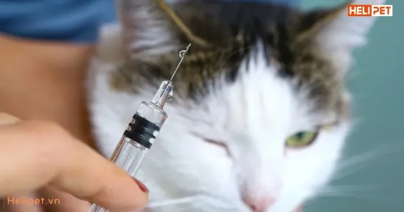 CƠ CHẾ MIỄN DỊCH VÀ TẦM QUAN TRỌNG CỦA VIỆC TUÂN THỦ PHÁC ĐỒ VACCINE