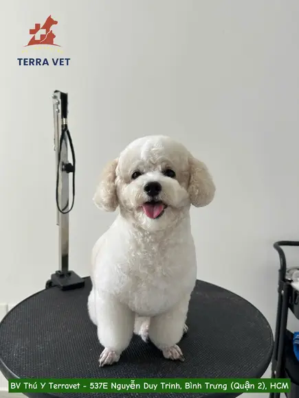 CHĂM SÓC THÚ CƯNG CHUYÊN SÂU: SPA & GROOMING CHUYÊN NGHIỆP CHUẨN Y KHOA
