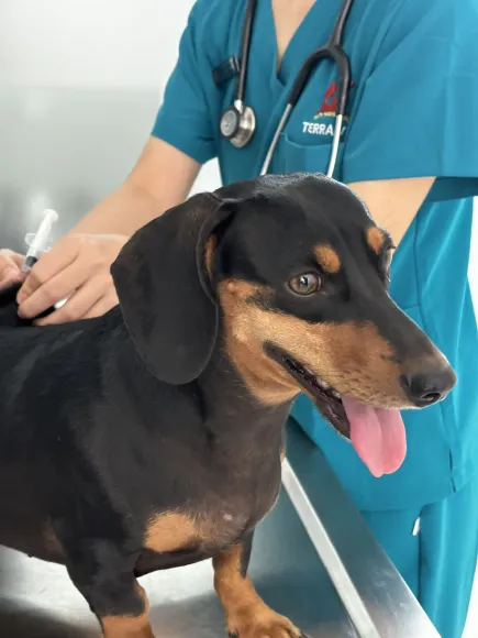 CƠ CHẾ MIỄN DỊCH VÀ TẦM QUAN TRỌNG CỦA VIỆC TUÂN THỦ PHÁC ĐỒ VACCINE