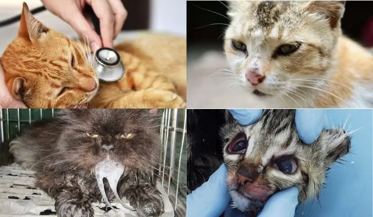 Vai Trò Của Interferon Trong Điều Trị Virus Ở Thú Cưng: Khi Nào Cần Sử Dụng?