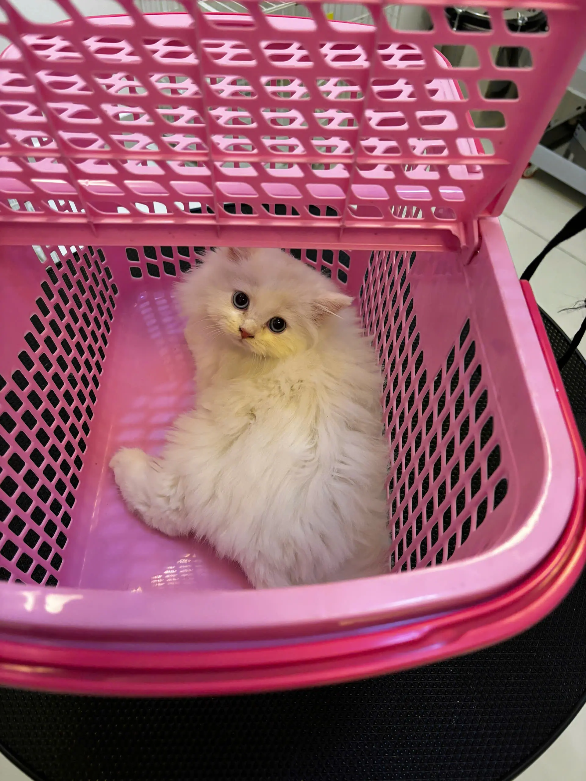 DẤU HIỆU NHẬN BIẾT THÚ CƯNG ĐANG GẶP VẤN ĐỀ SỨC KHỎE