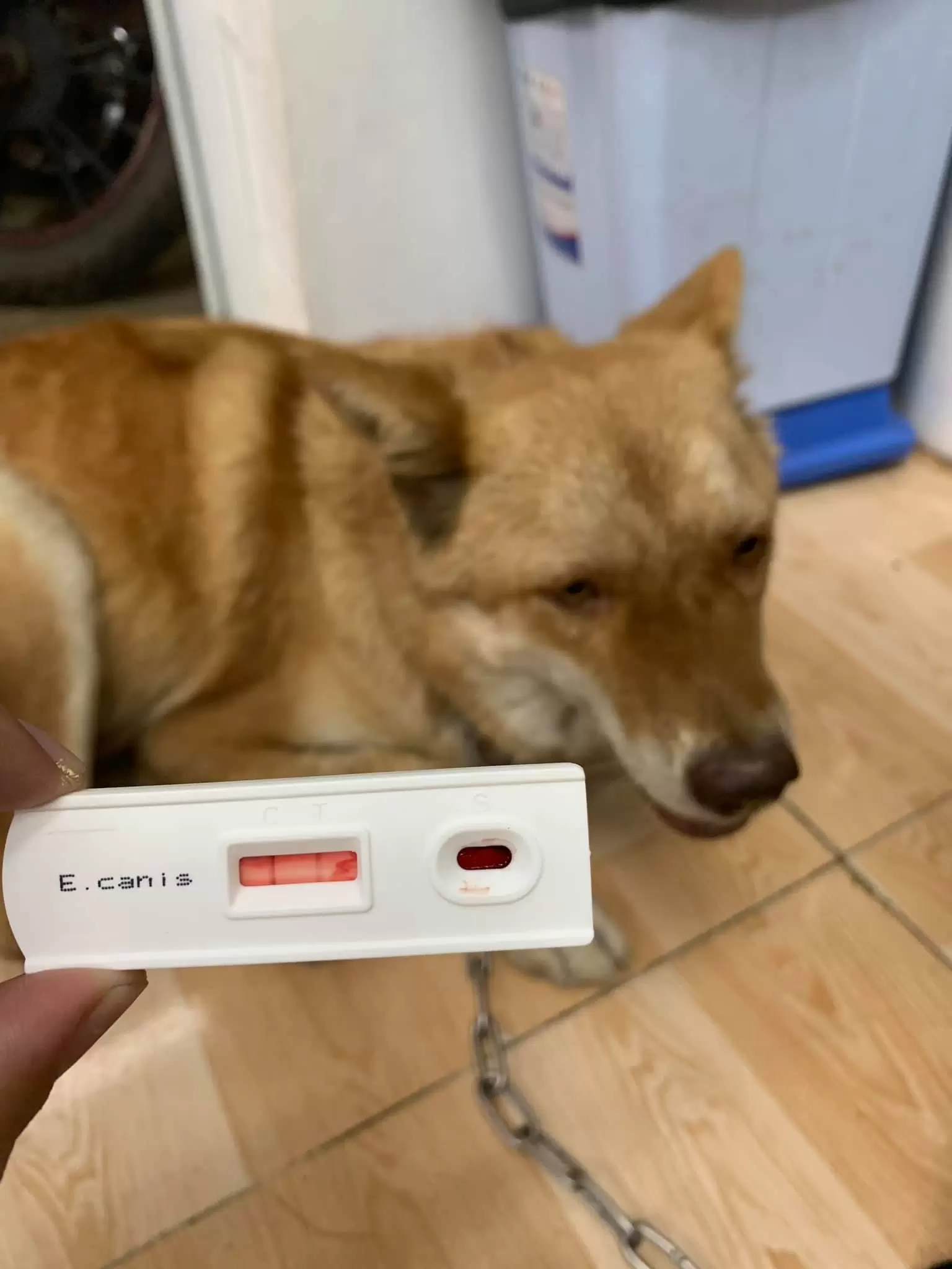 BỆNH VIỆN THÚ Y TERRAVET